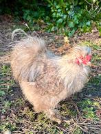 Zijdehoen USA jong haantje koekoek bruin grijs, Dieren en Toebehoren, Pluimvee, Mannelijk, Kip