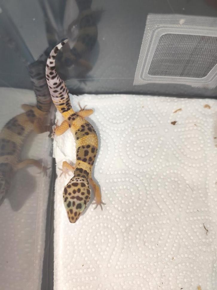 Luipaardgekko babies