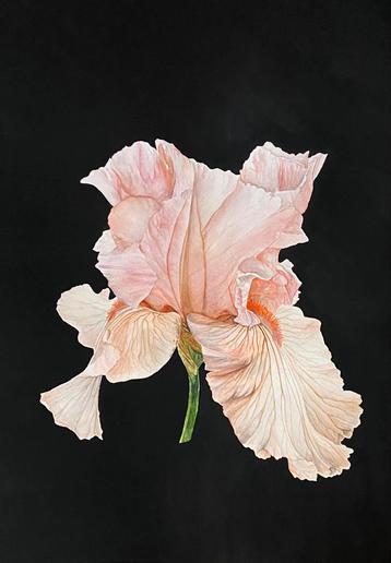 Aquarel Iris ‘Germanica’ 25,4x35,6 beschikbaar voor biedingen