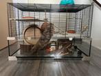 Hamsterhok, Gebruikt, 75 tot 110 cm, Ophalen, Minder dan 60 cm