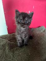 Maine coon kittens, Meerdere dieren, Ingeënt