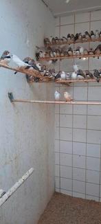 Te koop zebravinken, Dieren en Toebehoren, Meerdere dieren, Tropenvogel