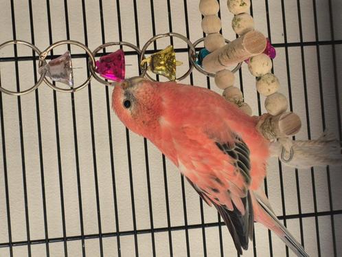 Te koop mooie bourkes parkieten, Dieren en Toebehoren, Vogels | Parkieten en Papegaaien, Parkiet, Meerdere dieren
