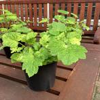 3 X Vaste Plant - Kindje op Moederschoot - Groningen, Overige soorten, Vaste plant, Ophalen of Verzenden, Halfschaduw