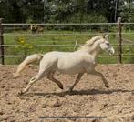 Jaarling welsh hengst met goed papier!, Dieren en Toebehoren, Pony's, Gechipt, 0 tot 2 jaar, Hengst, B pony (1.17m tot 1.27m)