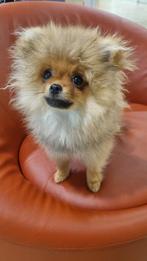 Pomeranian Spitz pups, pedigree FCI/LKD, Dieren en Toebehoren, Particulier, 15 weken tot 1 jaar, Buitenland, Meerdere