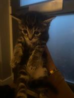 lieve kittens te koop!, Dieren en Toebehoren, Katten en Kittens | Overige Katten, Kater, Kortharig, 0 tot 2 jaar