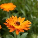 Calendula Officinalis GOUDSBLOEM, Ophalen, Voorjaar