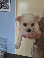 Te koop, Dieren en Toebehoren, Honden | Chihuahua's en Gezelschapshonden, 8 tot 15 weken, Teef, Eén hond, Chihuahua