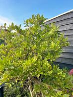 Magnolia boom, Ophalen, Lente, Volle zon, Overige soorten