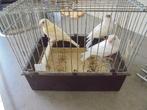 witte kanaries, Meerdere dieren, Kleurkanarie