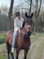 Dieren oppas regio Leidschendam-Voorburg/Den haag, Diensten en Vakmensen, Uitlaatservice