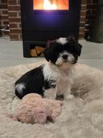 Prachtige sociale boomer pups!!, Overige rassen, 8 tot 15 weken, Meerdere, Meerdere dieren