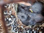 Net geboren Mexicaanse roodmussen, Dieren en Toebehoren, Vogels | Kanaries, Meerdere dieren, Zangkanarie