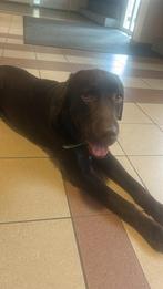 Raïko 2 jaar oud vanaf 12 december, Dieren en Toebehoren, CDV (hondenziekte), 1 tot 2 jaar, Eén hond, Nederland