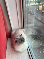 Ragdoll dekkater (NIET TE KOOP), Dieren en Toebehoren, Katten en Kittens | Raskatten | Langhaar, Kater
