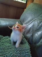 Te koop half Perzische kater kitten, Dieren en Toebehoren, Katten en Kittens | Overige Katten, Kater