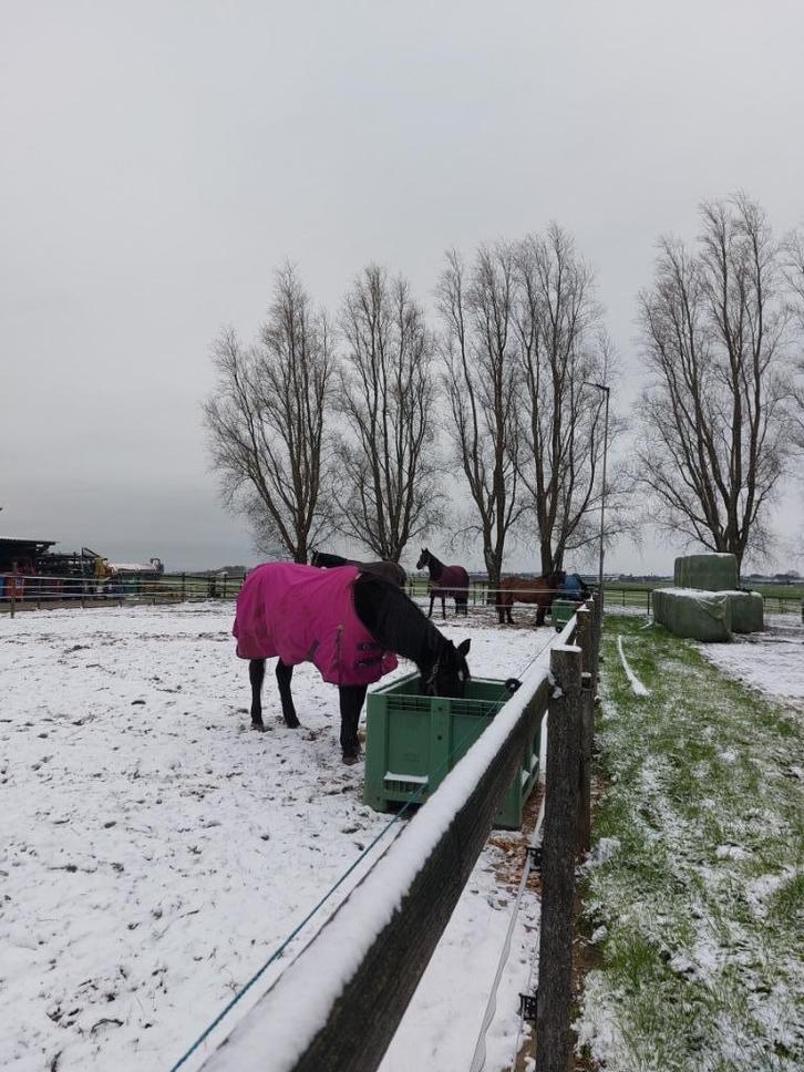 Pensioenstal/rusthuis plekje vrij v. ruin, Dieren en Toebehoren, Stalling en Weidegang, Stalling, Weidegang, 1 paard of pony