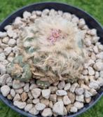 LOPHOPHORA FRICII CLUSTER ZEER HARIGE CACTUS, Huis en Inrichting, Kamerplanten, Ophalen of Verzenden, Cactus, In pot, Minder dan 100 cm