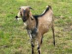 Mooie nubische bok ter dekking, Dieren en Toebehoren, Schapen, Geiten en Varkens, Mannelijk, Geit