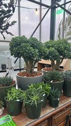 Vetplanten: Crassula, geldboompje & meer!, Ophalen, Vetplant, Halfschaduw, In pot
