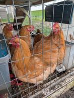 Orpington gezonden hanen 3 stuks, Dieren en Toebehoren, Pluimvee, Mannelijk, Kip