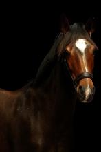 Mooie 1,5 jarige allround gelderse merrie, Dieren en Toebehoren, Paarden, Merrie, Gechipt, 0 tot 2 jaar, 160 tot 165 cm