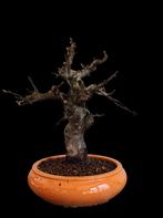 malus pre bonsai,, Overige soorten, Lente, Minder dan 100 cm, Ophalen