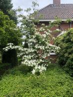 Cornus Kousa China girl, Milky Way , Chinensis, Tuin en Terras, Overige soorten, Struik, Ophalen, 100 tot 250 cm