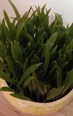 Trachycarpus fortunei zaailingen ongeveer 100 stuks, Ophalen of Verzenden, Volle zon, Palmboom