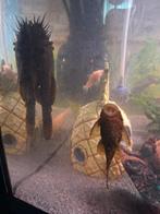 Borstelneuzen borstelneus, Vis, Zoetwatervis, Schoolvis