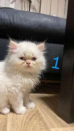 Schattige perzische kittens, Dieren en Toebehoren, Meerdere dieren, Ontwormd, 0 tot 2 jaar