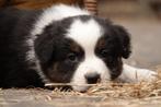 P R A C H T I G E   Australian Shephard pups!, 8 tot 15 weken, Meerdere, Meerdere dieren, Herder