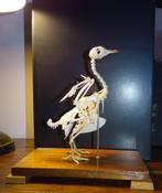 opgezet skelet van duif vogel in vitrine anatomie, Ophalen