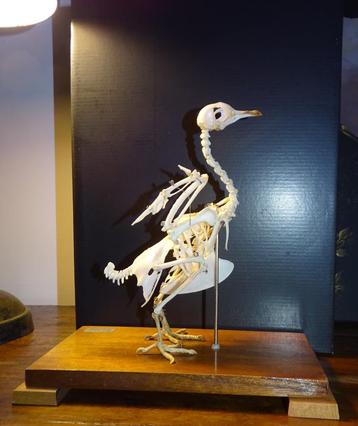 opgezet skelet van duif vogel in vitrine anatomie beschikbaar voor biedingen
