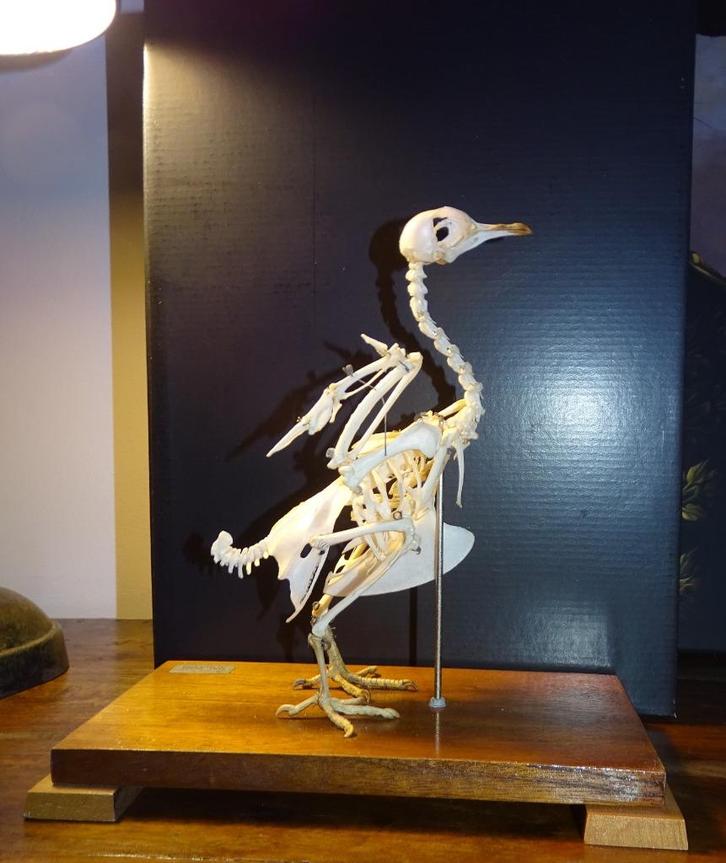 opgezet skelet van duif vogel in vitrine anatomie, Antiek en Kunst, Curiosa en Brocante, Ophalen