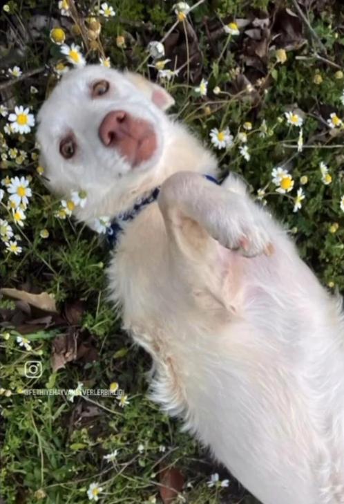 Deze kleine 3 potige jongeman zoekt 4-ever home, Dieren en Toebehoren, Honden | Niet-rashonden, Reu, Particulier, Eén hond, Buitenland