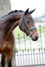 Prachtige lieve 4 jarige KWPN ruin, Dieren en Toebehoren, Paarden, Ruin, Dressuurpaard, 3 tot 6 jaar