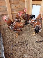Haantjes leghorn porselein, Dieren en Toebehoren, Pluimvee, Mannelijk, Kip