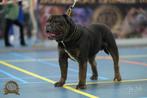 Zeer mooie old English Bulldog dekreu, Dieren en Toebehoren, Particulier, Rabiës (hondsdolheid), 3 tot 5 jaar, Bulldog