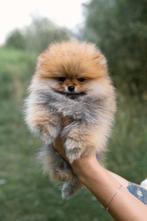 Pomeranian ❤️🐶❤️, Particulier, 8 tot 15 weken, Buitenland, Teef