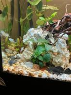 Pleco L-nummers, Ophalen