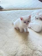 Britse kittens, Geslacht onbekend, Ontwormd