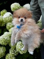 Pomeriaan Reutje – Mini Pomeranian Pup, Dieren en Toebehoren, Honden | Poolhonden, Keeshonden en Oertypen, Reu, 8 tot 15 weken