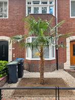 Palmboom winterhard 3m+, Tuin en Terras, Planten | Bomen, 100 tot 250 cm, Zomer, Palmboom, Ophalen