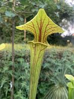 Sarracenia , 2 winterharde bekerplanten en een zonnedauw, Ophalen, Volle zon, Knol
