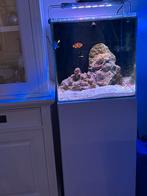Zoutwater aquarium blue marine reef, Ophalen, Zo goed als nieuw