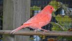 kanarie, Dieren en Toebehoren, Vogels | Kanaries, Mannelijk