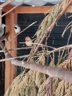 Diverse vogels, Dieren en Toebehoren, Vogels | Overige Vogels, Meerdere dieren, Wildzangvogel