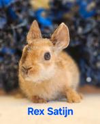 DE ENIGE ECHT MINI LOFFELOHR KONIJNTJES, Meerdere dieren, Dwerg, 0 tot 2 jaar